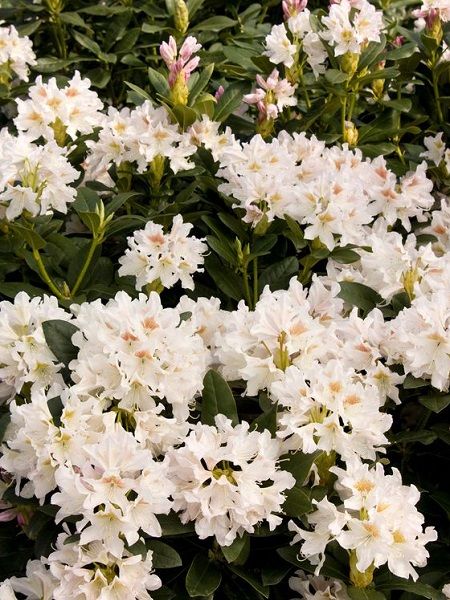 Beyaz Orman Gülü Rhododendron Cunninghams White, 40-60 cm, İTHAL, Saksıda