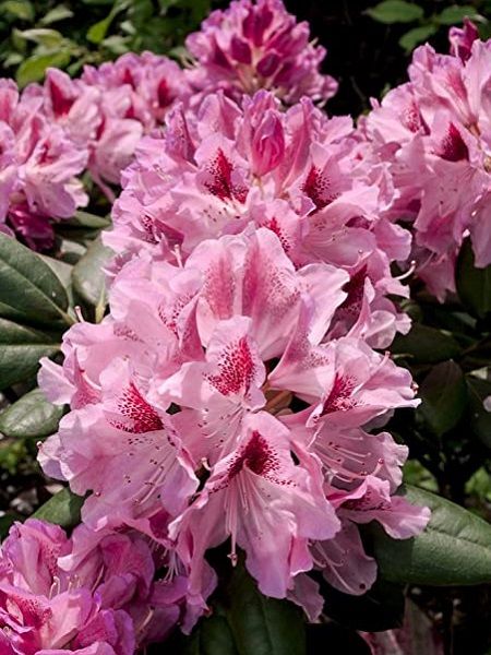 Pembe Orman Gülü Rhododendron Cosmopolitan, 40-60 cm, İTHAL, Saksıda