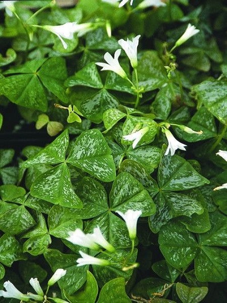Süs Yoncası, Uyku Çiçeği Soğanı Oxalis regnellii Irish Mist Paketli, 5 Adetli