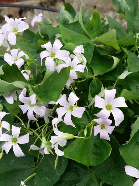 Süs Yoncası, Uyku Çiçeği Soğanı Oxalis regnellii Irish Mist Paketli, 5 Adetli