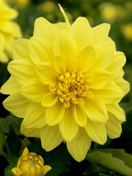 Sarı Yıldız Çiçeği Dahlia Soğanı Paketli, 1 Adetli