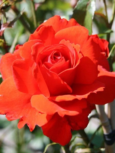 Gül Fidanı Nar Çiçeği Rengi Rosa laxa Fire, Saksıda