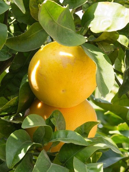 Greyfurt Fidanı Citrus paradisi, +3 Yaş, +120 cm, Saksıda