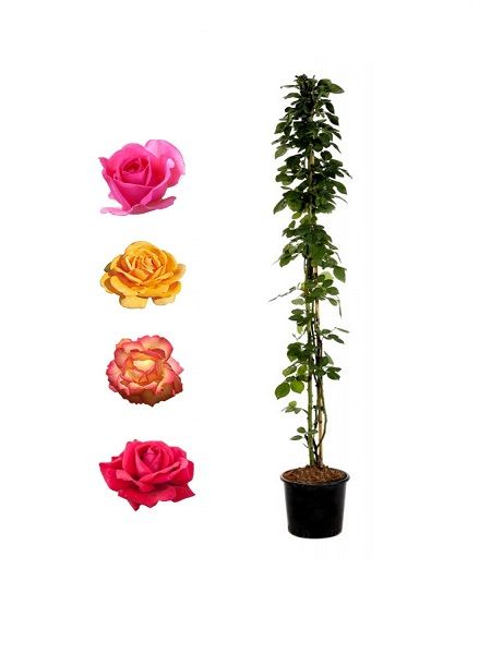 Sarmaşık Gül Fidanı Promosyon Rosa rampicanti, 60-80 cm, Saksıda