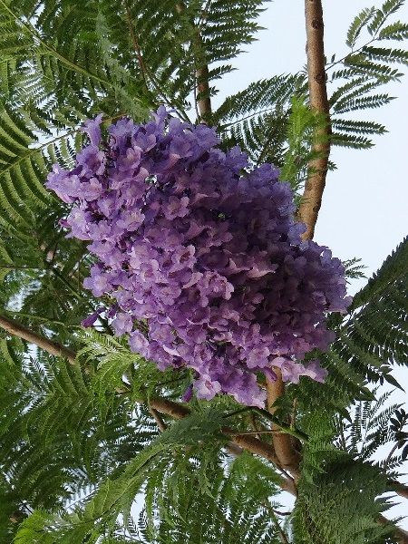 Jakaranda Ağacı Jacaranda mimosifolia, 20-40 cm, Saksıda