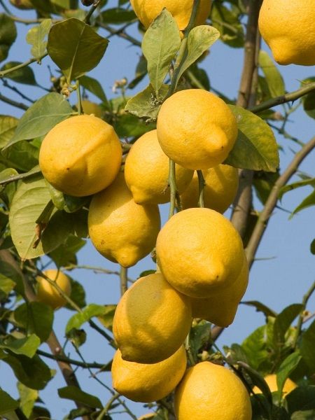 Limon Fidanı Promosyon