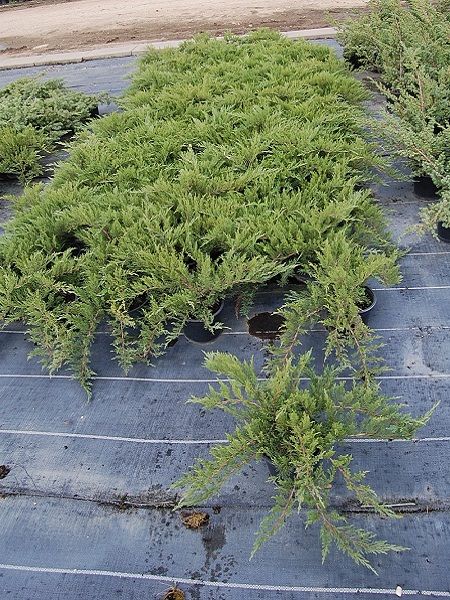 Yeşil Yayılıcı Ardıç Juniperus communis Green Carpet, Saksıda