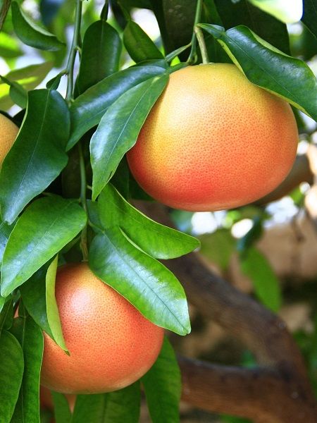 Kan Greyfurt Fidanı Citrus paradisi, +4 Yaş, +120 cm, Saksıda