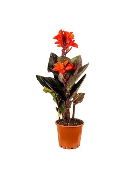 Turuncu Tesbih Çiçeği Canna indica Bronze Orange, Saksıda