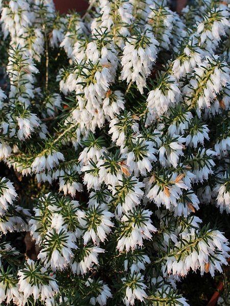 Beyaz Çiçekli Funda Çalısı Erica carnea Springwood White, Saksıda