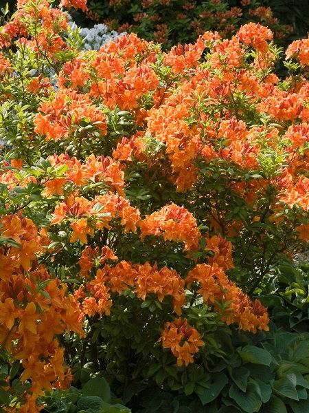 Açelya Bitkisi Turuncu Çiçekli Azalea japonica Orange Beauty, İTHAL, Saksıda