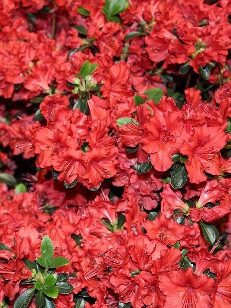 Açelya Bitkisi Kırmızı Çiçekli Azalea japonica Geisha Red, İTHAL, Saksıda