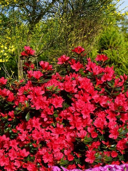 Açelya Bitkisi Koyu Pembe Çiçekli Azalea Hino crimson, İTHAL, Saksıda
