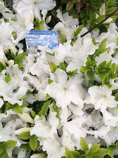 Beyaz Çiçekli Açelya Azalea Rhododendron Mary Helen, İTHAL, Saksıda