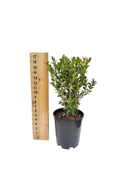 Şimşir Fidanı Buxus sempervirens Evergreen, 20 cm, Saksıda
