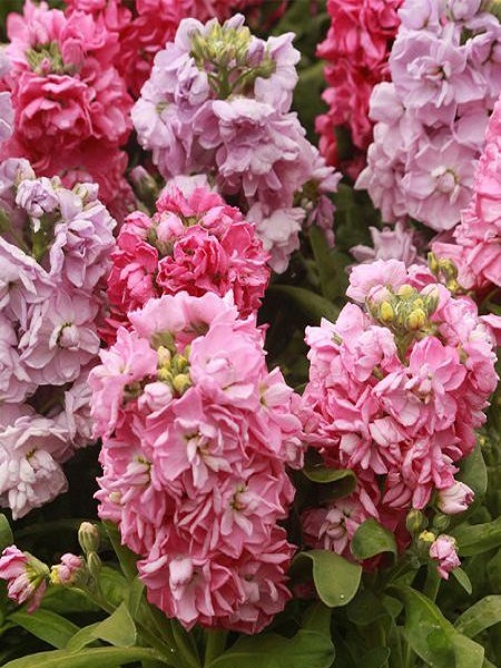 Şebboy Çiçeği Pembe Renk Çiçek Tohumu +-50 Adet