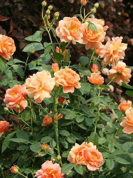 Gül Fidanı Kayısı  Renkli Rosa laxa, Saksıda