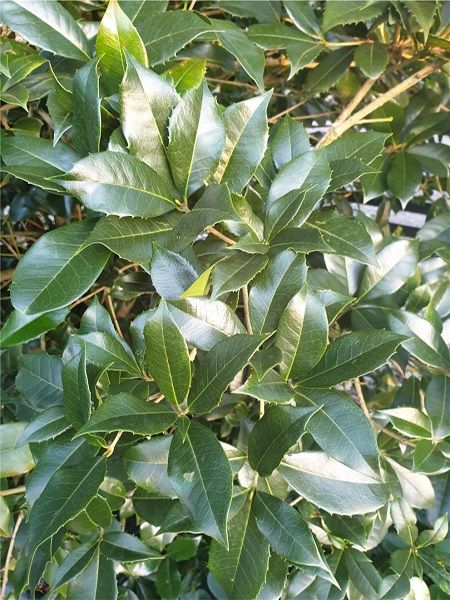 Yeşil Çay Zeytini Osmanthus aquifolium, 20-40 cm, Saksıda
