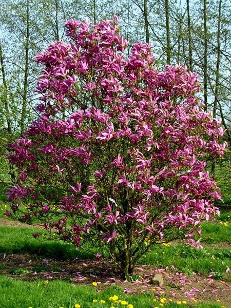 Yaprak Döken Manolya Pembe Çiçekli Magnolia x soulangeana Susan, 20-40 cm, Saksıda