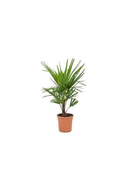 Palmiye Ağacı, Tüylü Palmiye Chamaerops excelsa, 20-40 cm, Saksıda