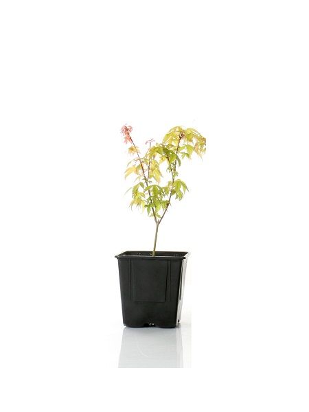Bonsai İçin Acer palmatum Katsura, 20-40 cm, Saksıda