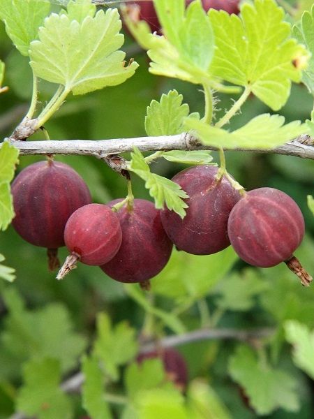Bektaşi Üzümü Fidanı Kırmızı Ribes uva-crispa Red, Saksıda