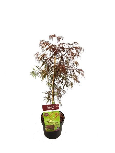 Akçaağaç Kırmızı İnce Yapraklı Acer palmatum İnaba Shidare, 40-60 cm, İTHAL, Saksıda