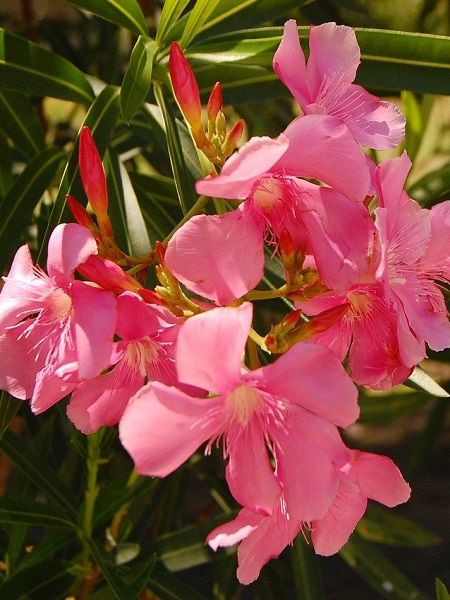 Zakkum Fidanı Pembe Nerium oleander Pink, 60-80 cm, Saksıda