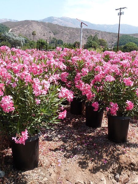 Pembe Zakkum Fidanı Nerium oleander Pink, 60-80 cm, Saksıda