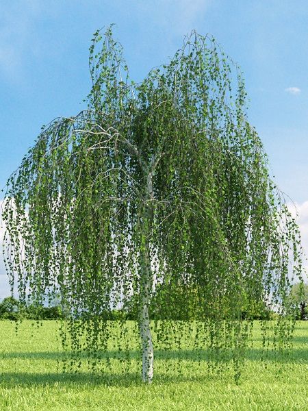  Huş Ağacı Betula pendula Verrucosa, 100-150 cm, Saksıda
