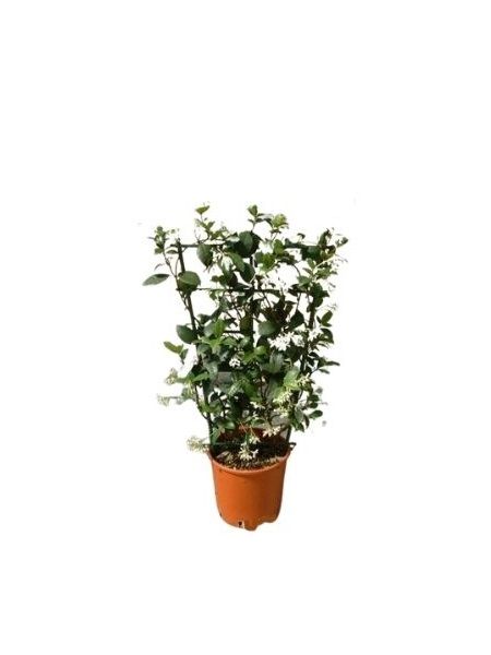 Arap Yasemini Fidanı Rhyncospermum jasminoides Star, Pergola, Saksıda