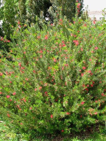 Dik Gravilla Çalısı Grevillea rosmarinifolia, Saksıda