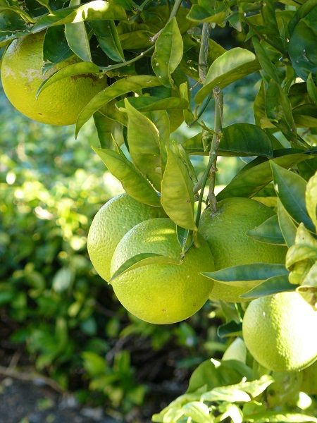 Şeker Limon Fidanı Citrus aurantifolia Swingle, 80-100 cm, Tüplü