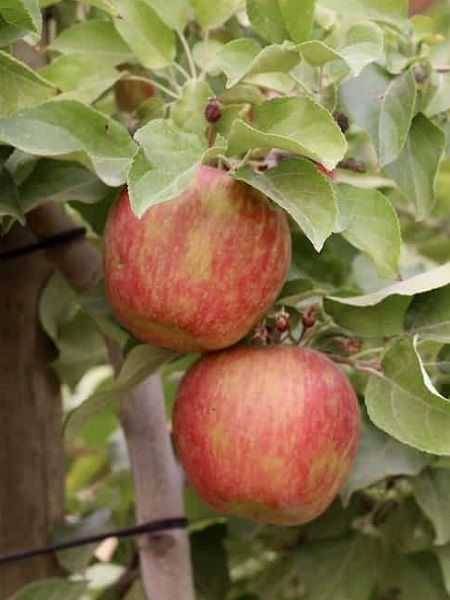Elma Fidanı Braeburn, +120 cm, Açık Köklü 