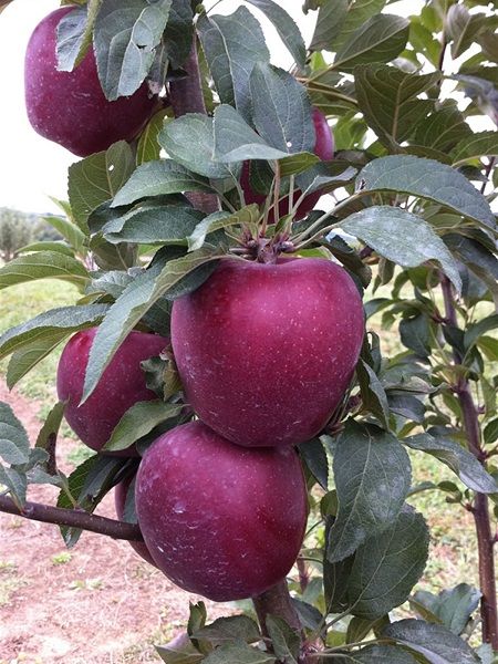 Elma Fidanı Starkrimson Delicious, +120 cm, Açık Köklü