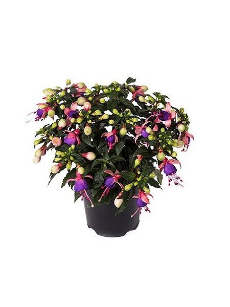 Fuchsia Küpeli Çiçeği Tohumu, +-50 Adetli, Paketli