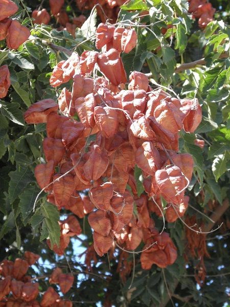 Güvey Kandili Fener Ağacı Koelreuteria paniculata, Saksıda 