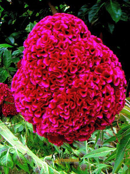 Horoz İbiği Cristata Çiçeği Kırmızı Renk Çiçek Tohumu +- 40 Adet