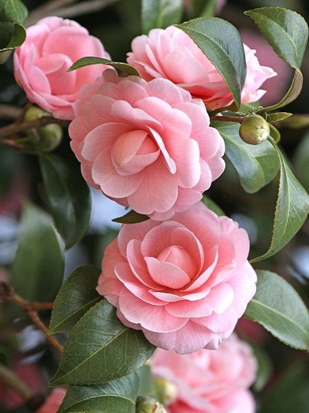 Kamelya Fidanı Camellia Japonica, 40-60 cm, Saksıda