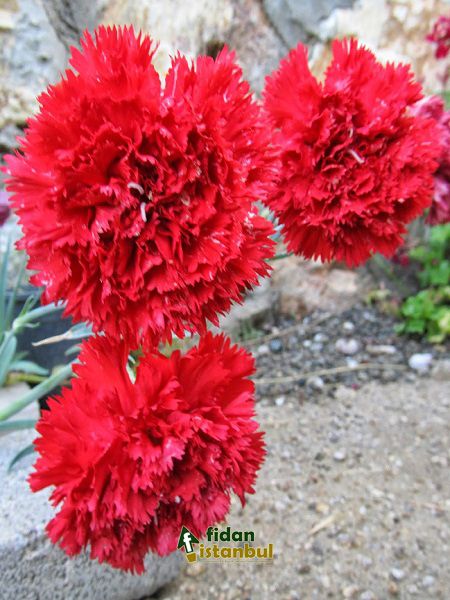 Karanfil Kırmızı Renk Çiçek Tohumu +- 25 Adet