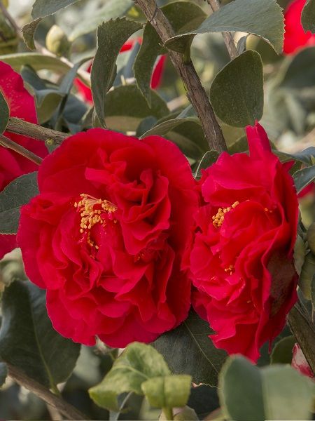 Katmerli Kırmızı Kamelya Fidanı Camellia japonica Kramers Supreme, +100 cm, İTHAL, Saksıda