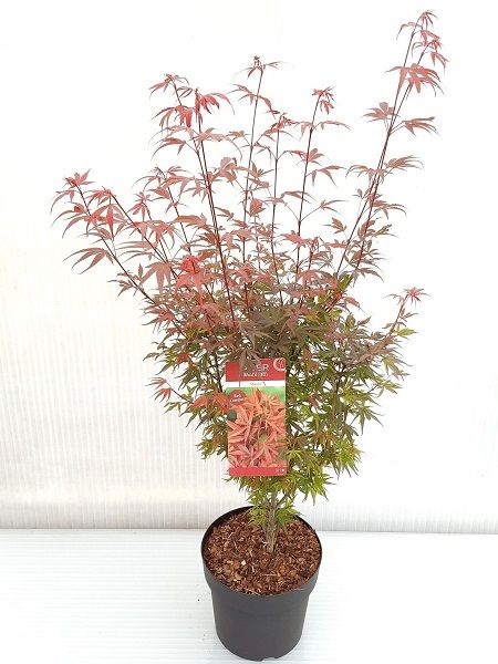 Küçük Bordo Yapraklı Akçaağaç Acer palmatum Shaina, 40-60 cm, İTHAL, Saksıda