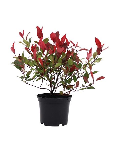 Kırmızı Alev Çalısı Photinia Fraseri Red Select, 20-40 cm, Saksıda