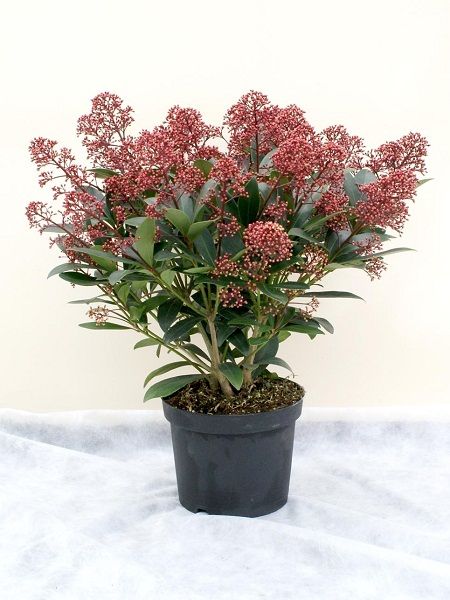 Kırmızı Köpük Çalısı Skimmia japonica Rubella, 30-40 cm, Saksıda