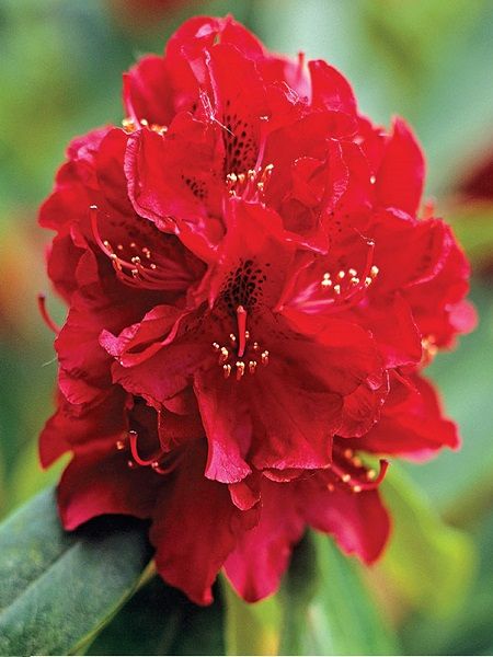 Kırmızı Orman Gülü Rhododendron Red Jack, 20-40 cm, İTHAL, Saksıda