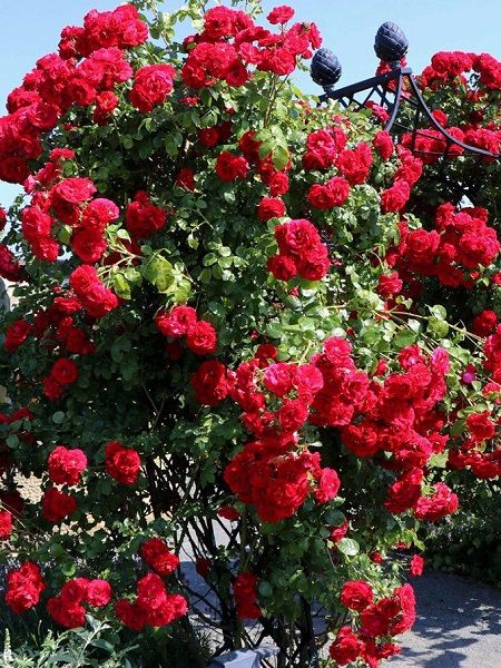 Kırmızı Sarmaşık Gül Fidanı Rosa rampicanti Red, +120 cm, Büyük Yaş, Saksıda