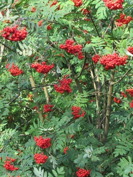 Kuş Üvezi Fidanı Sorbus aucuparia, Saksıda