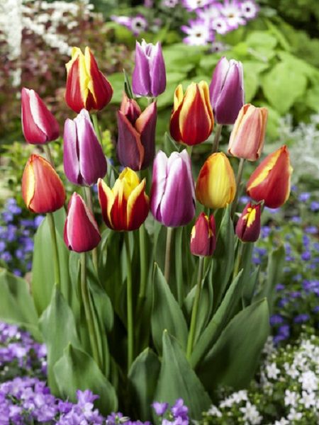 Lale Fidesi Tulipa, Karışık Renk, Saksıda, 4 Adet