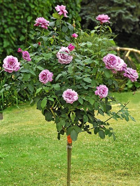 Lila Baston Gül Fidanı Rosa ad alberello Lilac, +120 cm, Saksıda