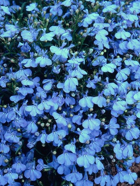 Lobelia Kardinal Mavi Renk Çiçek Tohumu +-50 Adet